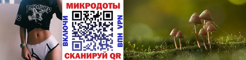 дарнет шоп  Тогучин  Галлюциногенные грибы Psilocybe 
